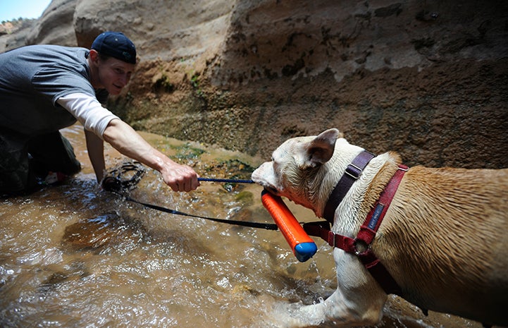 Animal pictures of summer fun: playing tug 'o war with a dog in a creek