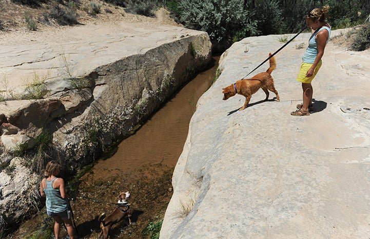 Animal pictures of summer fun: dogs going on hike to the creek
