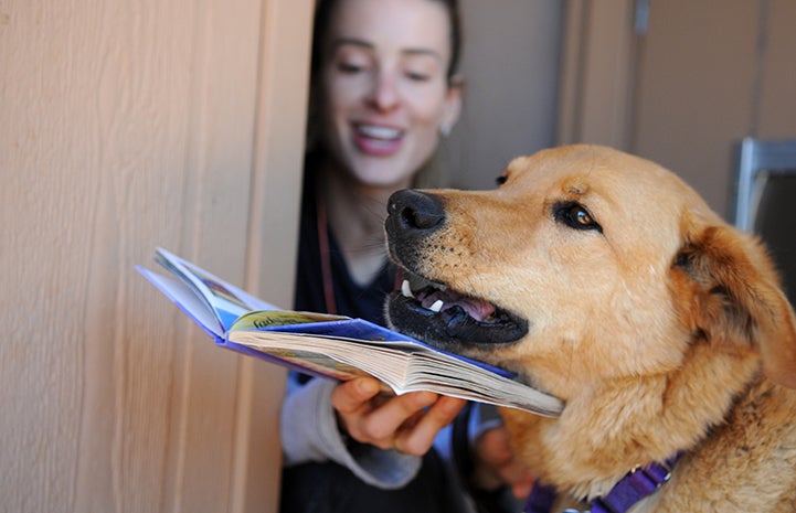 Animal pictures of summer fun: reading to a dog