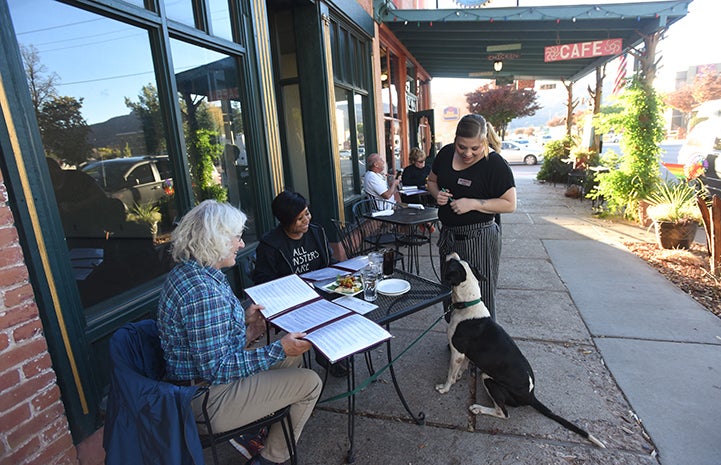 Braxton the senior dog on an outing to downtown Kanab practicing his doggie manners