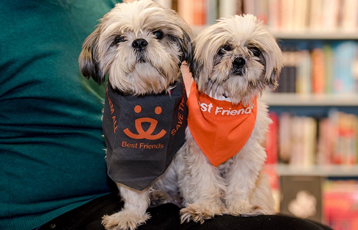 Sunny and Moon, two senior shih tzus, find the perfect home together