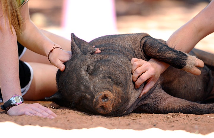 Smiling pig enjoying a belly rub