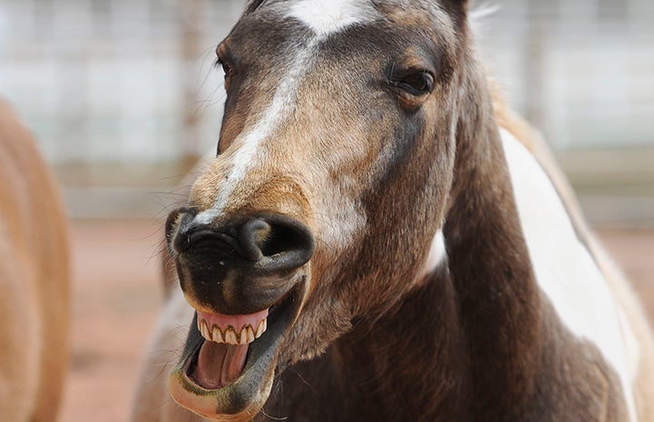 Horse with a big smile