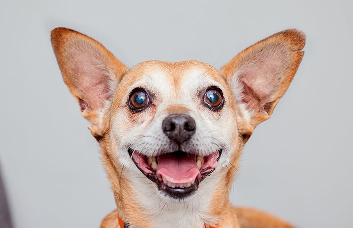 Smiling tan Chihuahua