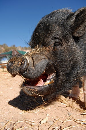 Gray pig smiling at Best Friends Animal Sanctuary in Utah