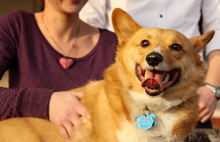 Corgi dog smiling with a woman