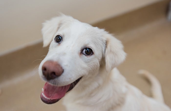 Keel the border collie mix puppy is all smiles