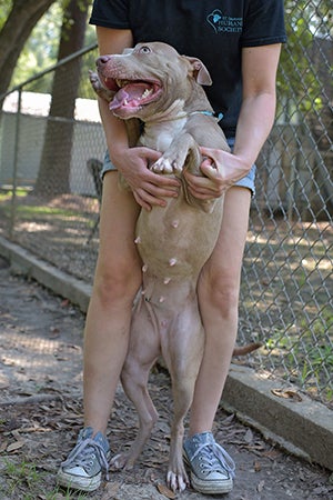 Maurepas the pit bull terrier eventually caught the attention of Jennie Weaver