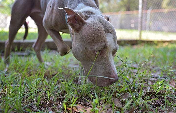 Maurepas the pit bull terrier