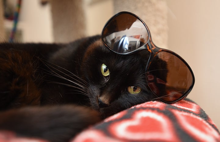 First day of summer, black cat in sunglasses