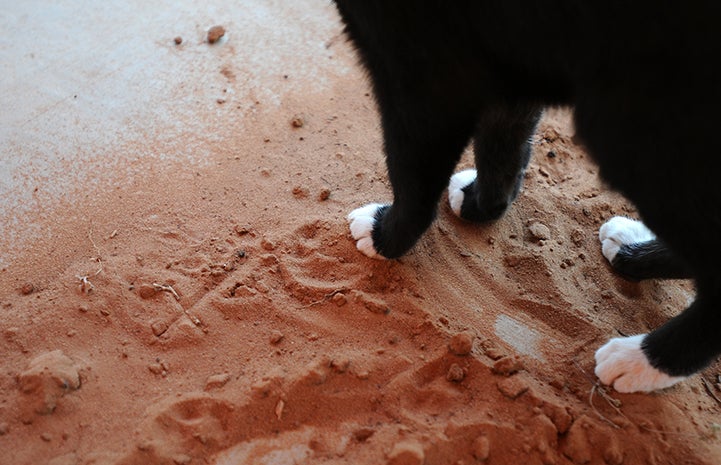 First day of summer, cat paws in the sand
