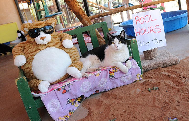 First day of summer, Bob the cat at "beach"