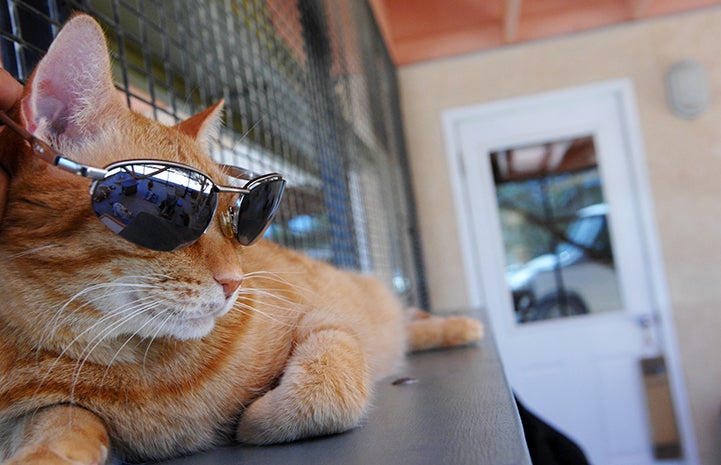 First day of summer, cat in sunglasses