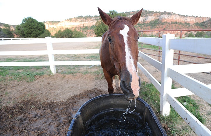 First day of summer, Cowboy the horse at water trough