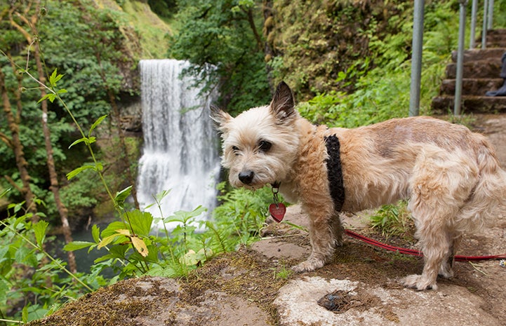 First day of summer, terrier type dog in front of a waterfall