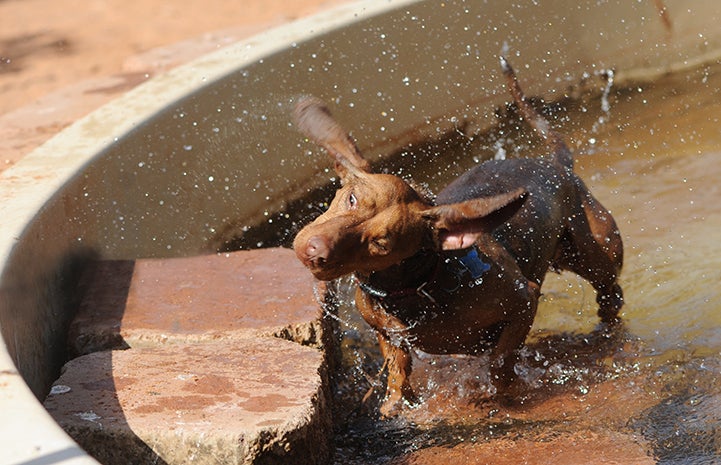 First day of summer, Dru the dog shaking water