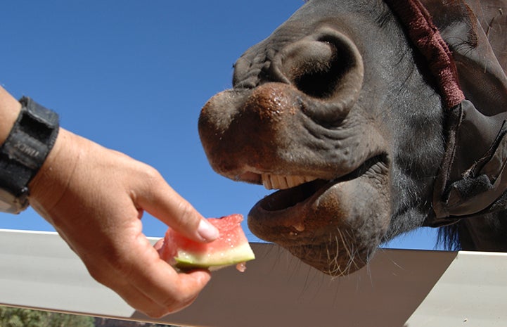 First day of summer, horse going to eat watermelon