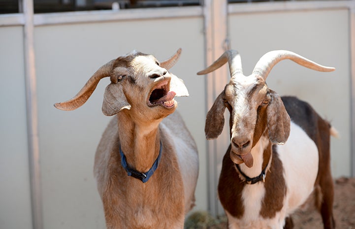 First day of summer, goats playing around