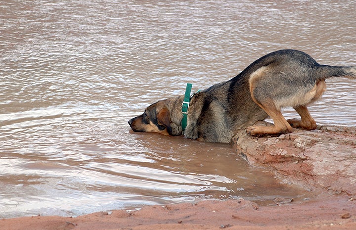 First day of summer, Mindy the dog going into the water