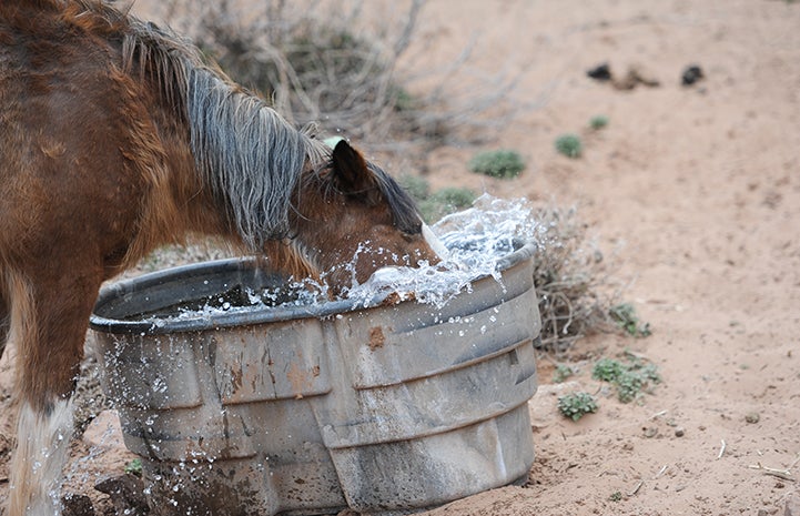 First day of summer, Star the horse with his head in a water trough
