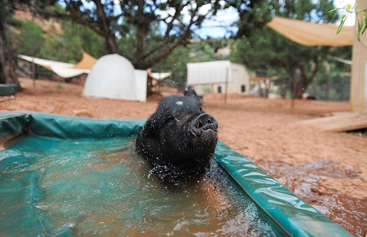 First day of summer, pig playing in a pool