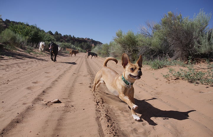 First day of summer, dogs running in the sand