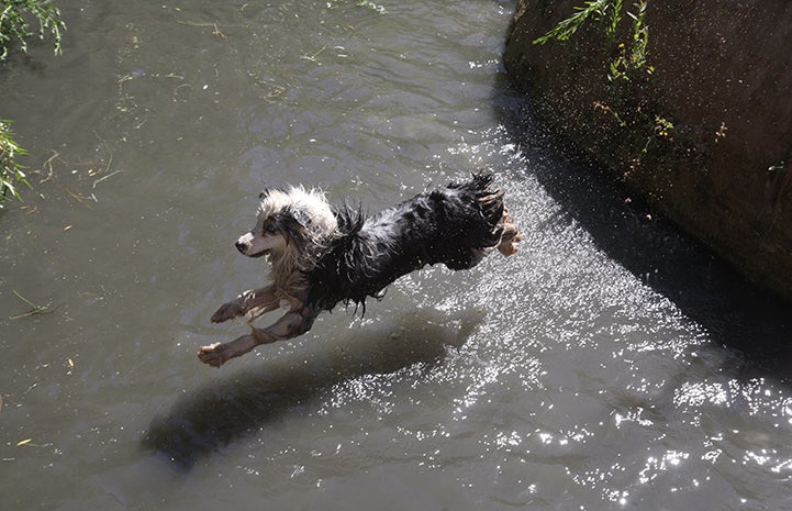 First day of summer, dog jumping into a creek