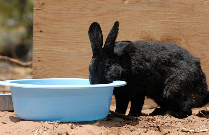 First day of summer, rabbit drinking water