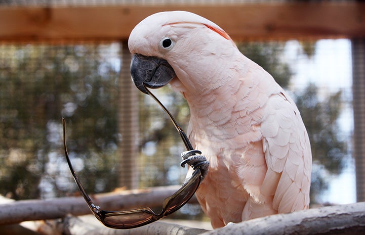 First day of summer, Seppi the cockatoo with sunglasses
