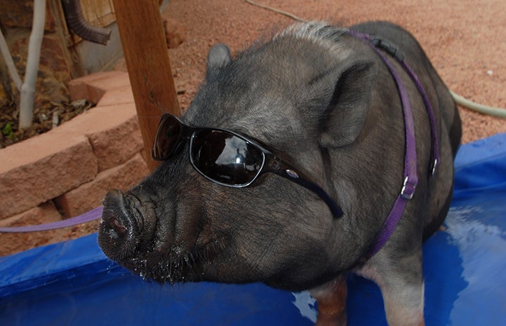 First day of summer, Sprocket the pig in sunglasses in a pool