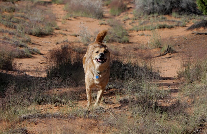 First day of summer, Sunshine the dog offlead