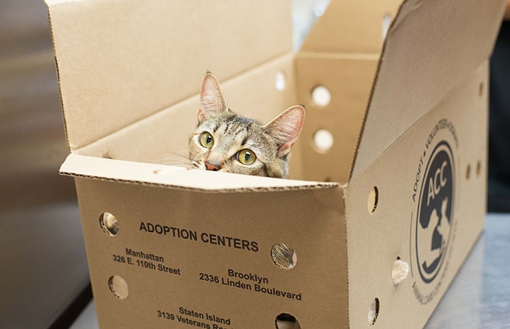 Izabelle and her box full of kittens