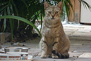 Feral cat in Florida neighborhood