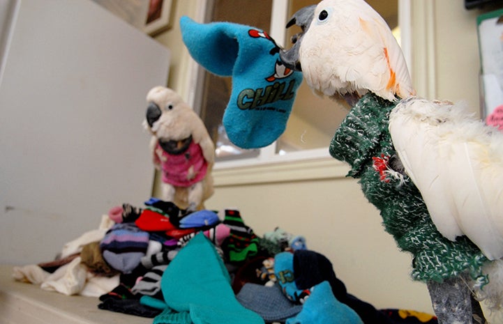 Parrots thankful for warm sock sweaters at Thanksgiving