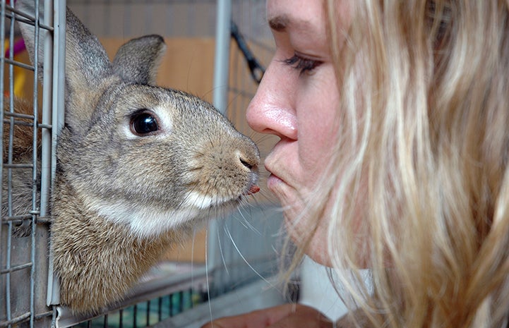 Rabbit grateful for kisses at Thanksgiving
