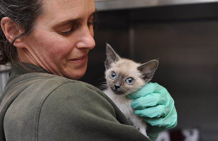 Kitten thankful for medical care at Thanksgiving