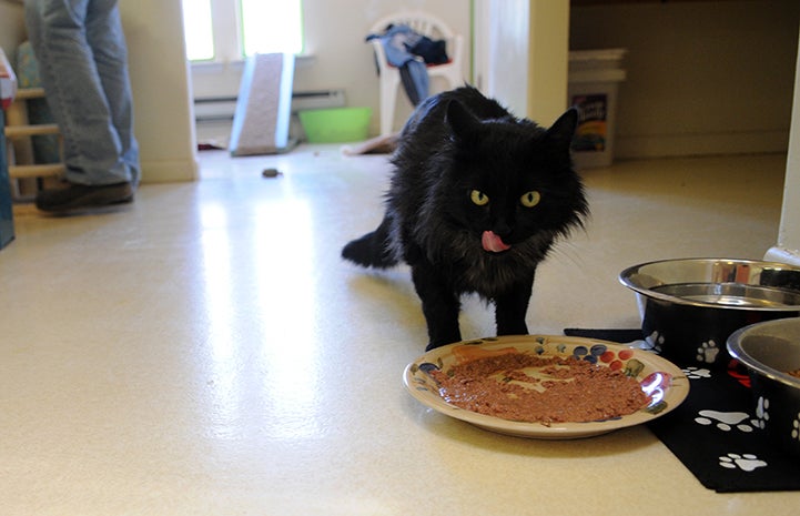 Cat grateful for canned food at Thanksgiving