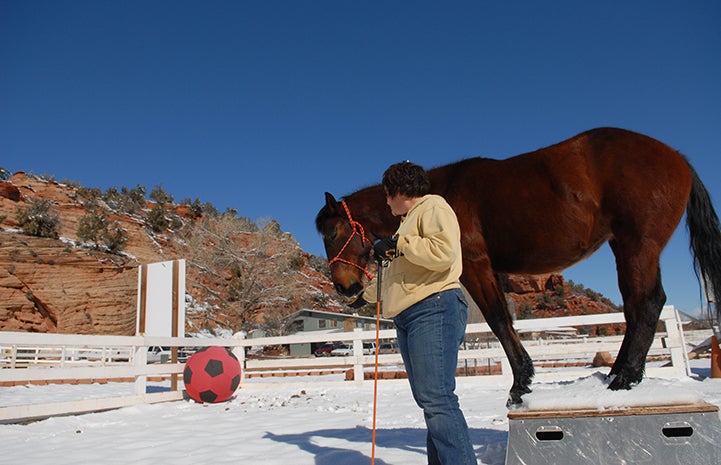 Horse thankful for Parelli training at Thanksgiving