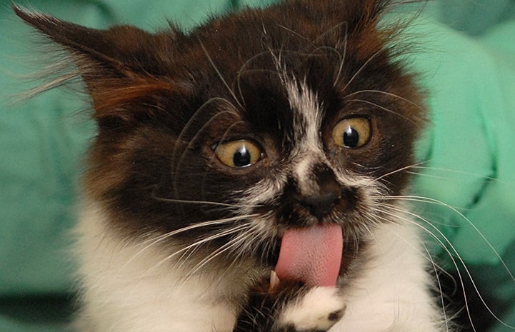 The tongue of Gidget the kitten