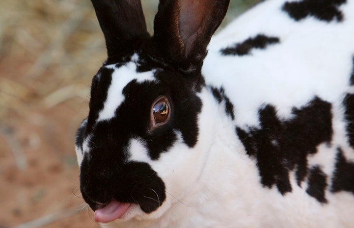 The tongue of Angus the rabbit