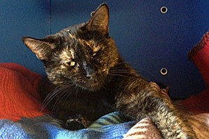 Polly the tortoiseshell cat at Friends of Ivins Animal Shelter, a No More Homeless Pets Network partner