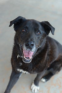 Caffrey the Labrador mix, an old dog who learned new tricks
