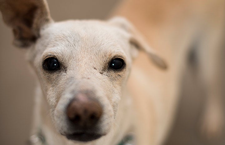 Once distant and unsocialized, Ando the terrier mix has changed dramatically