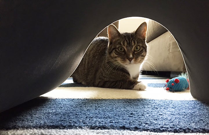 Phyllis, a three-year-old tabby, found a loving home