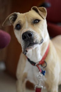 Ellen the Vicktory dog was an ambassador for former fighting dogs