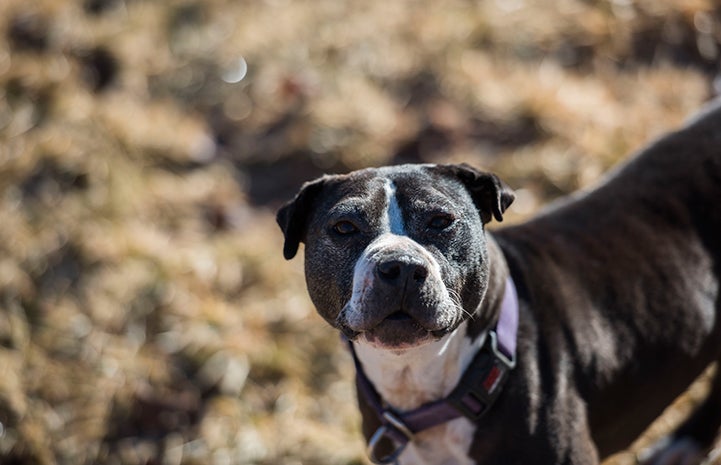 Michael Vick Dog Book  Best Friends Animal Society