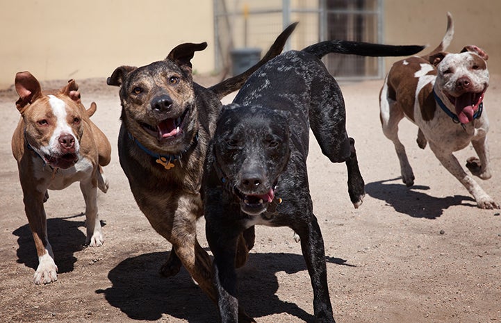 Dog playgroup in Los Angeles