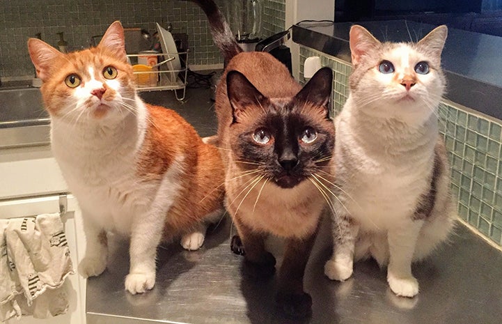 Karin's cats: Eli, Penny and Pistachio