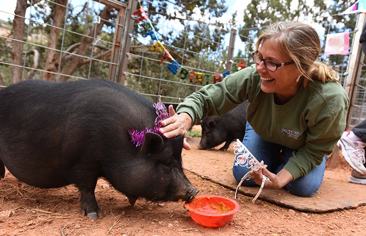Mary Ann O’Donnell attending the first birthday party for piglets at Marshall’s Piggy Paradise 