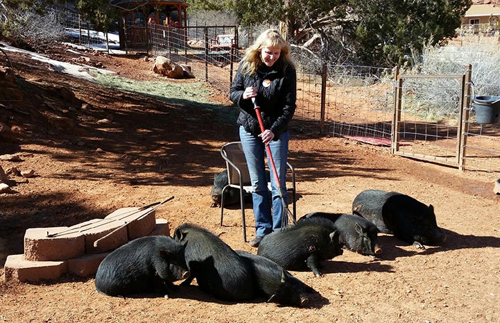 Jody Peterson giving a rake back scratch to one of the pigs